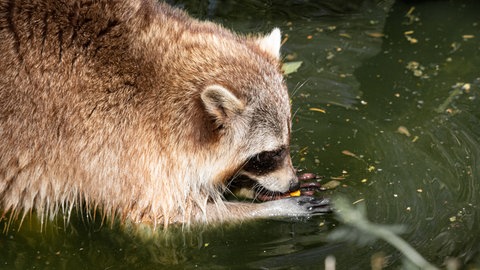 Wildpark Bad Mergentheim. Waschbär.