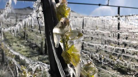 Frotschutz Beregnung 