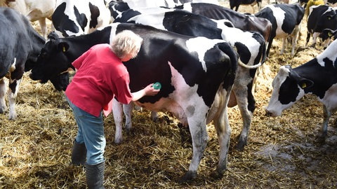 Symbolbild (Eine Frau versorgt Kühe)