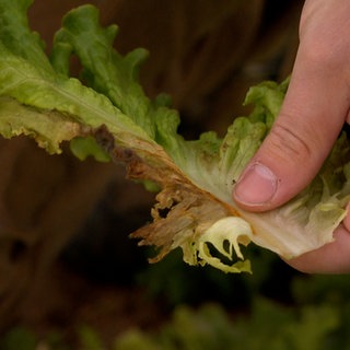 Liegen die Blätter auf feuchtem Boden auf, können sich Pilzkrankheiten ausbreiten.