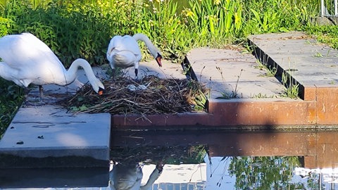 Schwanennest in Heilbronn; Tierrettung Unterland e.V.