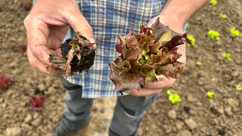 Ein Landwirt hält zwei Salatkopf-Setzlinge in der Hand, einen nur leicht angefressenen und einen komplett zerfressenen Salatkopf.