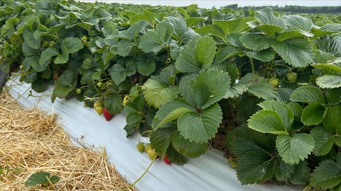 Erdbeeren Brackenheim
