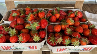Erdbeeren Brackenheim