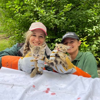 Zwei der kleinen Wildkatzenbabies nach der Impfung.