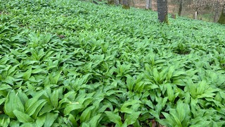 Bärlauch im Wald bei Kupferzell-Füßbach (Hohenlohekreis)