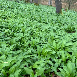 Bärlauch im Wald bei Kupferzell-Füßbach (Hohenlohekreis)