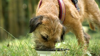Hund schleckt seinen Napf aus