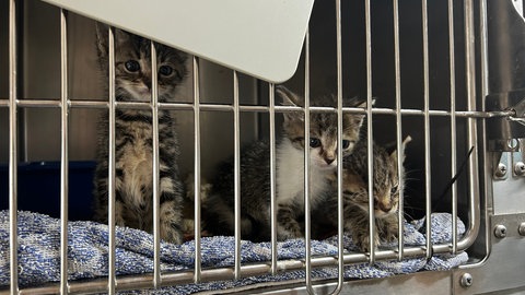 Im Tierheim Bad Mergentheim sind derzeit so viele Katzen untergebracht wie noch nie.