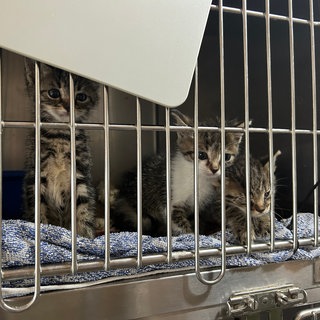 Im Tierheim Bad Mergentheim sind derzeit so viele Katzen untergebracht wie noch nie.