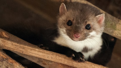 Ein Steinmarder (Symbolbild)