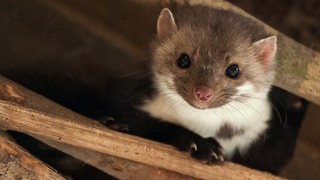 Ein Steinmarder (Symbolbild)