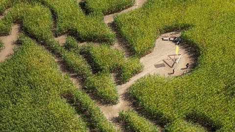 Maislabyrinth in Kuhform am Starkholzbacher See