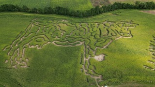 Maislabyrinth in Kuhform am Starkholzbacher See