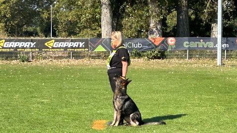Bundessiegerprüfung der Schäferhunde