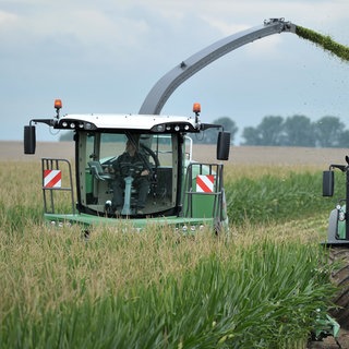 Ein Maishäcksler auf dem Feld (Symbolbild)