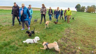 Schusstraining für Welpen