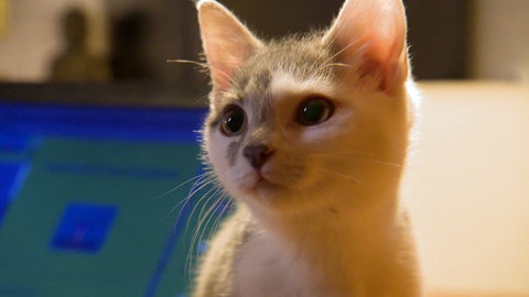 Lulu ist die jüngste Katze bei den Hauptmanns