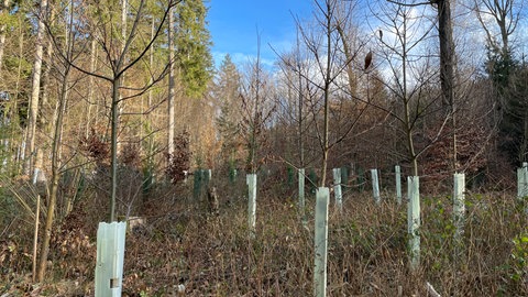 Im Gemeindewald Langenbrettach werden exotische Baumarten getestet.