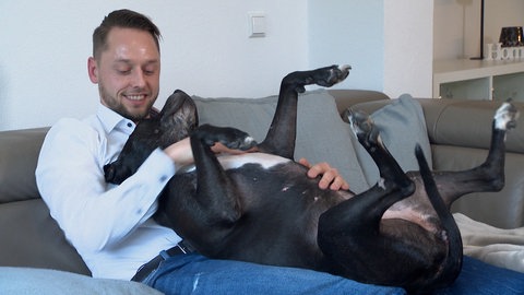 Hundesteuer für Kampfhunde explodiert: Julian Engelhard kuschelt mit seiner Pitbull-Terrier-Hündin Lady