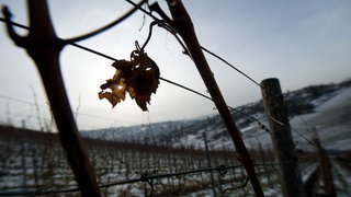 Weinberg im Winter - der Wein-Markt schwächelt. Jungwinzerinnen und Jungwinzer entwickeln neue Ideen im Weinbau, um zukunftsfähig zu sein.
