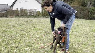 Hundeattacke Öhringen