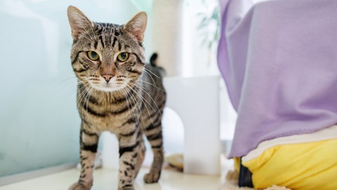 In Heilbronn tritt in einem halben Jahr eine Katzenschutzverordnung in Kraft. Das Tierheim erwartet viel Arbeit. 