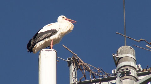 Störche in ihrem Nest auf einem Mast in Cleebronn.