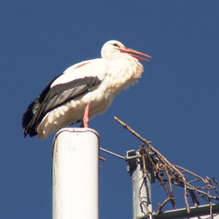 Störche in ihrem Nest auf einem Mast in Cleebronn.