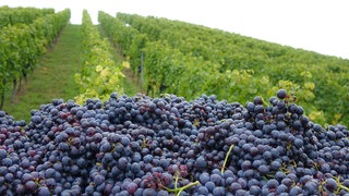 Aufgehäufte Trauben vor Weinreben