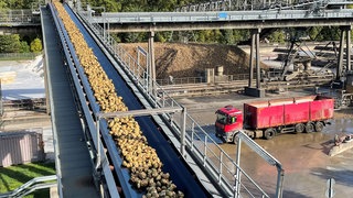 Einige Rüben werden gelagert. An Wochenenden ohne Anlieferung kann das Werk darauf zurückgreifen.