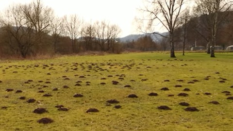 Die Rasenfläche im Wertheimer Freibad ist mit vielen Maulwurfhügeln übersät. 