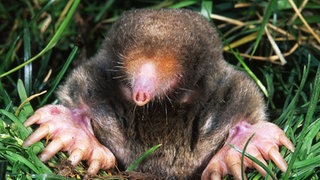 Maulwurf (Symbolbild)