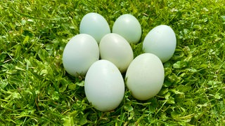 Ein Zucht von Hühnern der Rasse Araucana. Die Hühner legen bunte Eier.