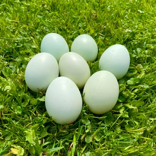 Ein Zucht von Hühnern der Rasse Araucana. Die Hühner legen bunte Eier.