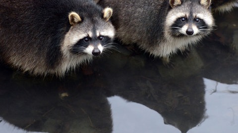 Waschbären an einer Wasserstelle (Symbolbild). Bei Freudenberg haben Kinder einen grausigen Fund gemacht: Beim Spielen haben sie fünf tote Waschbären entdeckt.