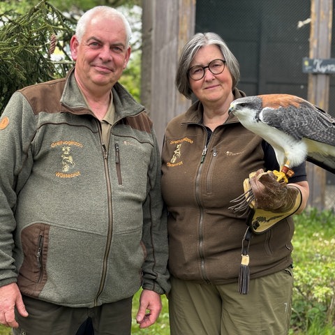 Die Wiesingers von der Greifvogelanlage Wüstenrot suchen nach Bussard Zuri - hier haben sie einen verwandten Bussard