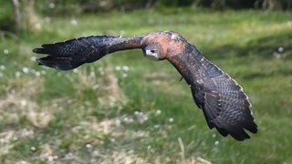Bei einer Flugshow der Greifvogelanlage Wüstenrot ist am Sonntag Bussard Zuri von einer Windböe erwischt und einige Hundert Meter weggetragen worden.