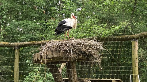 Eine Storchenmutter steht auf dem Nest, darin ihre Jungen. Im Erlebnispark Tripsdrill gibt es mehrere solcher Nester.
