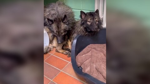 Zwei der Wolfsspitze, die aus einer Wohnung im Hohenlohekreis gerettet wurden. Insgesamt fand das Veterinäramt 16 verwahrloste Hunde. 