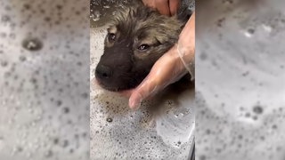 Einer der Wolfsspitze, der aus einer Wohnung im Hohenlohekreis gerettet wurde. Insgesamt fand das Veterinäramt 16 verwahrloste Hunde. 