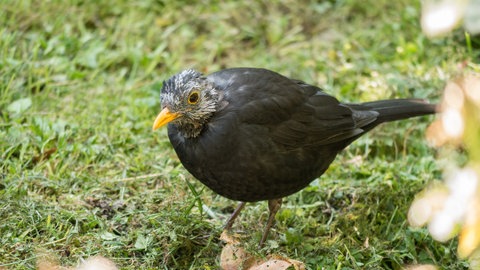 Kranke Amsel. Bei der "Stunde der Gartenvögel" soll herausgefunden werden, ob es weniger dieser Vögel gibt.