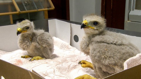 Die beiden Mäusebussard-Babys werden nach ihrer Rettung aus der Baumkrone in der Greifvogelpflegestation in Bad Friedrichshall gepflegt. 
