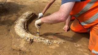 In Feinarbeit wurde ein Mammutzahn aus der Eiszeit von Experten auf einer Suedlink-Baustelle freigelegt. 