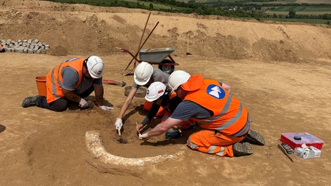 In Feinarbeit wurde der Mammutzahn aus der Eiszeit von Experten auf einer Suedlink-Baustelle bei Lauda-Königshofen freigelegt.