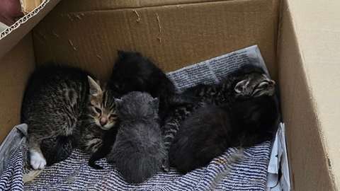 Bei dem Scheunenbrand in Möckmühl wurden mehrere kleine Katzen gerettet.