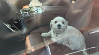 Ein weißer Hund sitzt in einem Auto (Symbolbild). Bei Hitze kann so etwas für Hunde schnell zur Lebensgefahr werden.