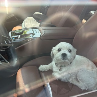 Ein weißer Hund sitzt in einem Auto (Symbolbild). Bei Hitze kann so etwas für Hunde schnell zur Lebensgefahr werden.