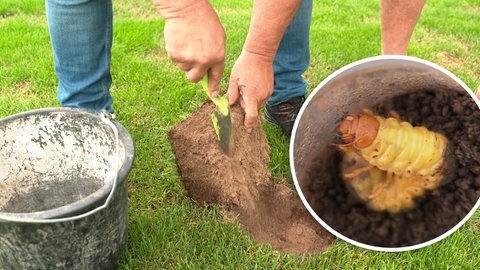 Auf dem Sportplatz in Bad Friedrichshall sind rund eine Million Engerlinge. 
