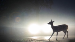 Wildwechsel bei Nacht oder Dunkelheit.